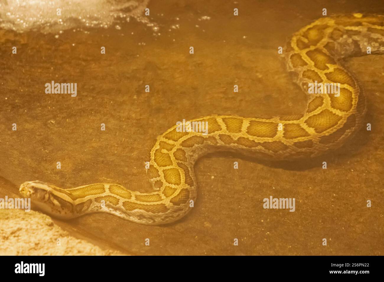 England, Kent, Wingham, Wingham Wildlife Park, Burmese Python Snake Stock Photo
