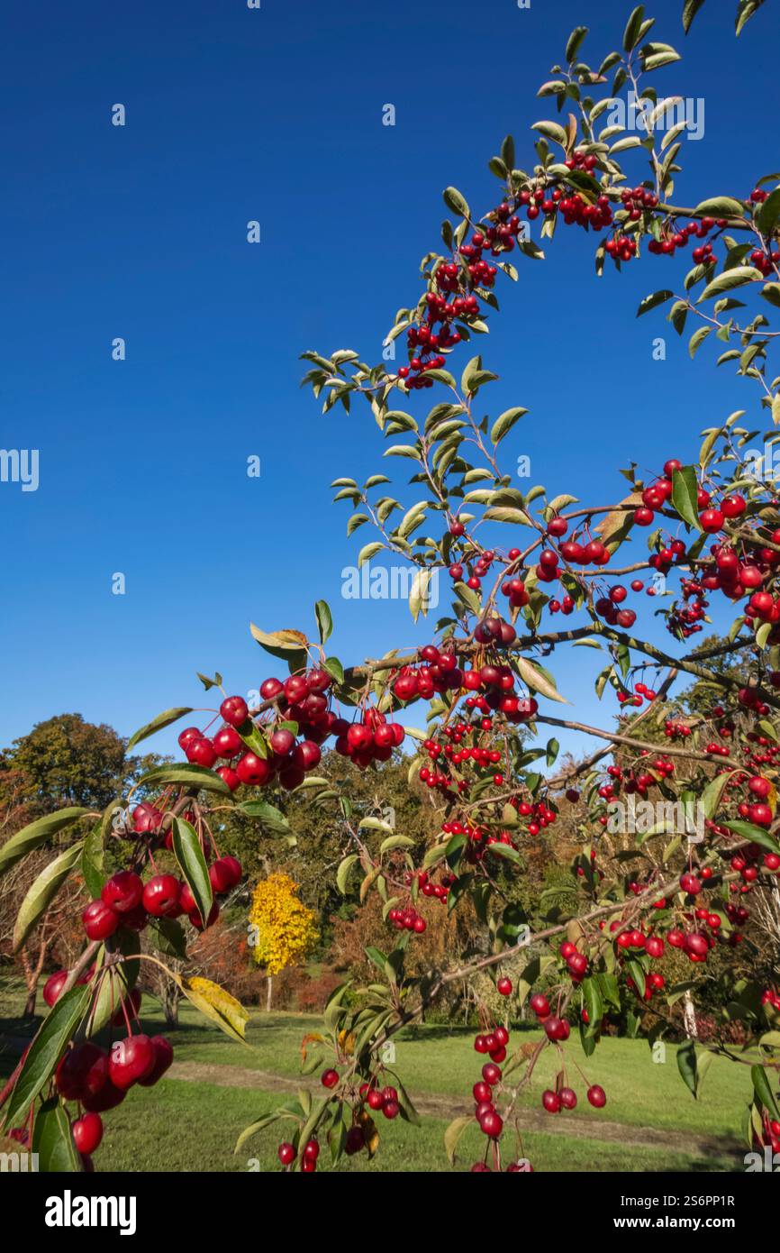 England, Kent, Rolvenden, Hole Park Country House and Gardens, Red Winterberry Tree Stock Photo