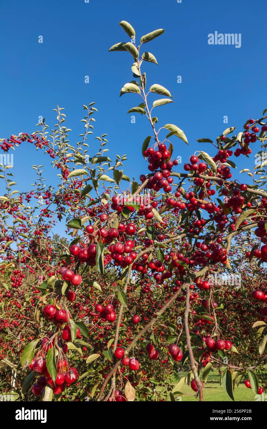 England, Kent, Rolvenden, Hole Park Country House and Gardens, Red Winterberry Tree Stock Photo