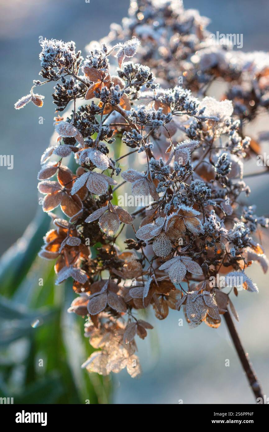 Hydrangea blossom in frost, panicle hydrangea Stock Photo