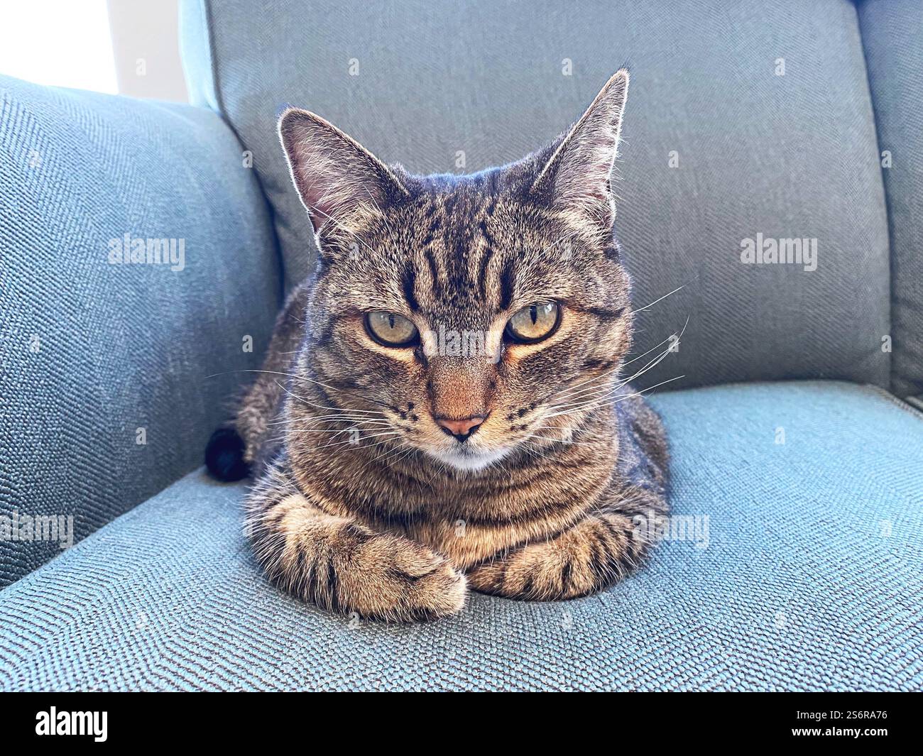 A grey tabby cat lying on a sofa. Stock Photo