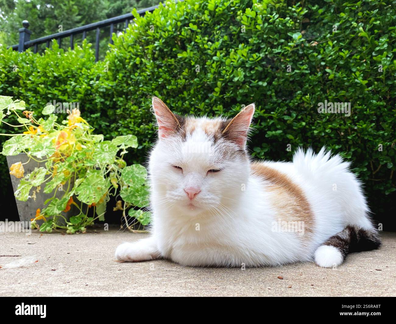 An old cat sleeping on a patio outdoors next to nasturtium flowers. - Smartphone Captured Stock Image