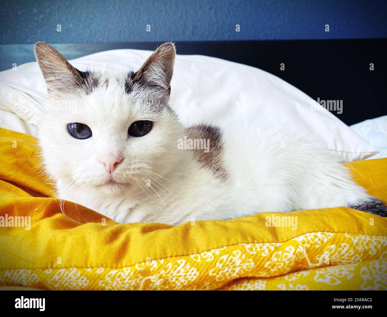 Close up of a white cat with brown spots and big eyes. - Smartphone Captured Stock Image