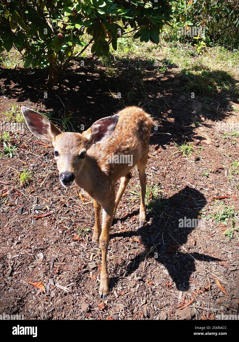A cute blacktail fawn in Eugene, Oregon. - Smartphone Captured Stock Image