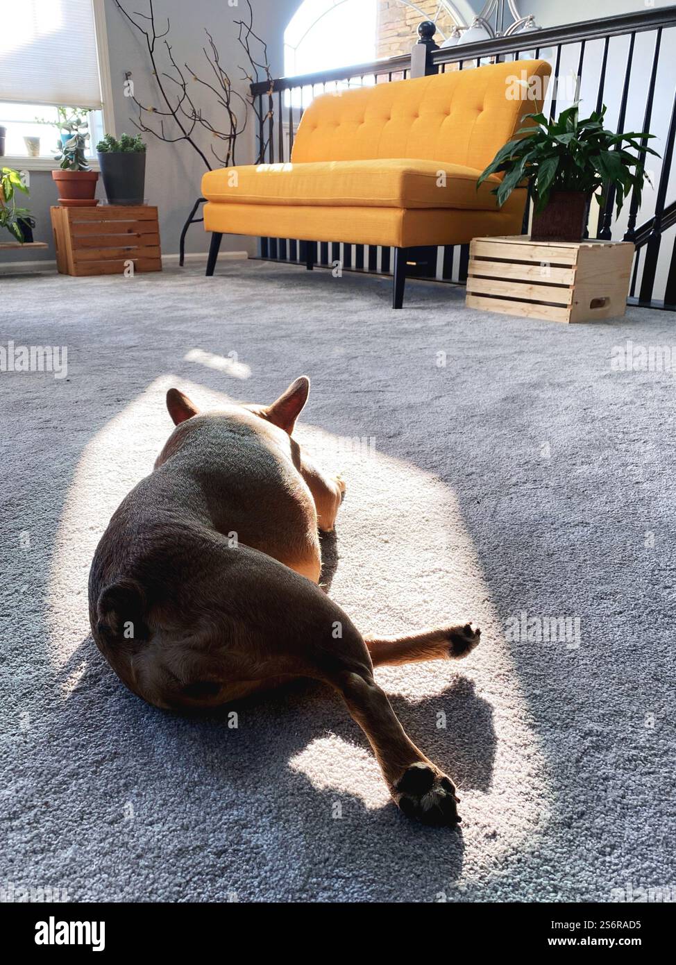 A brown French Bulldog sleeping in a spot of sun on the carpet of a modern living room with yellow couch and houseplants. - Smartphone Captured Stock Image