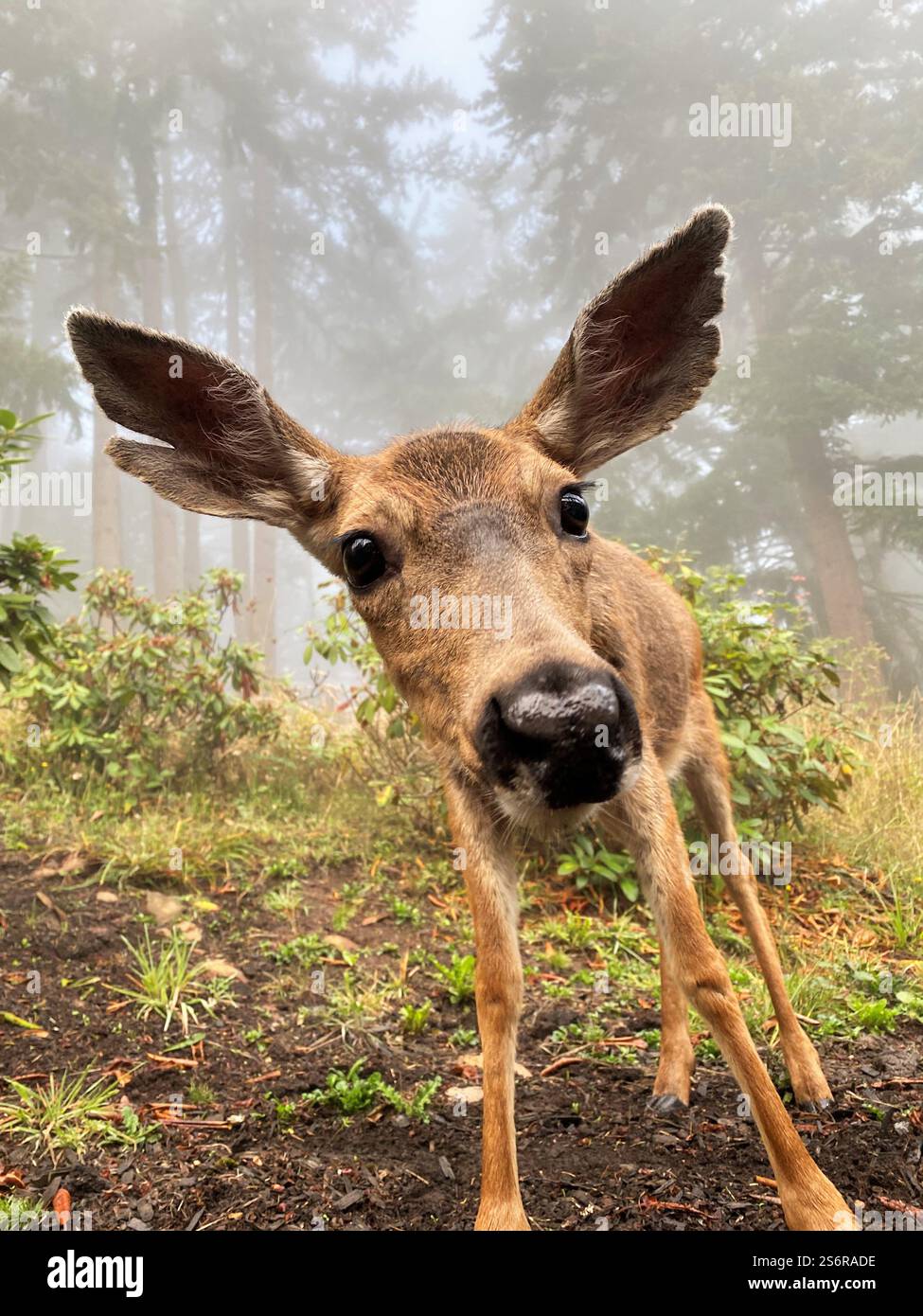 A blacktail deer with a split ear looking into camera, close up. - Smartphone Captured Stock Image