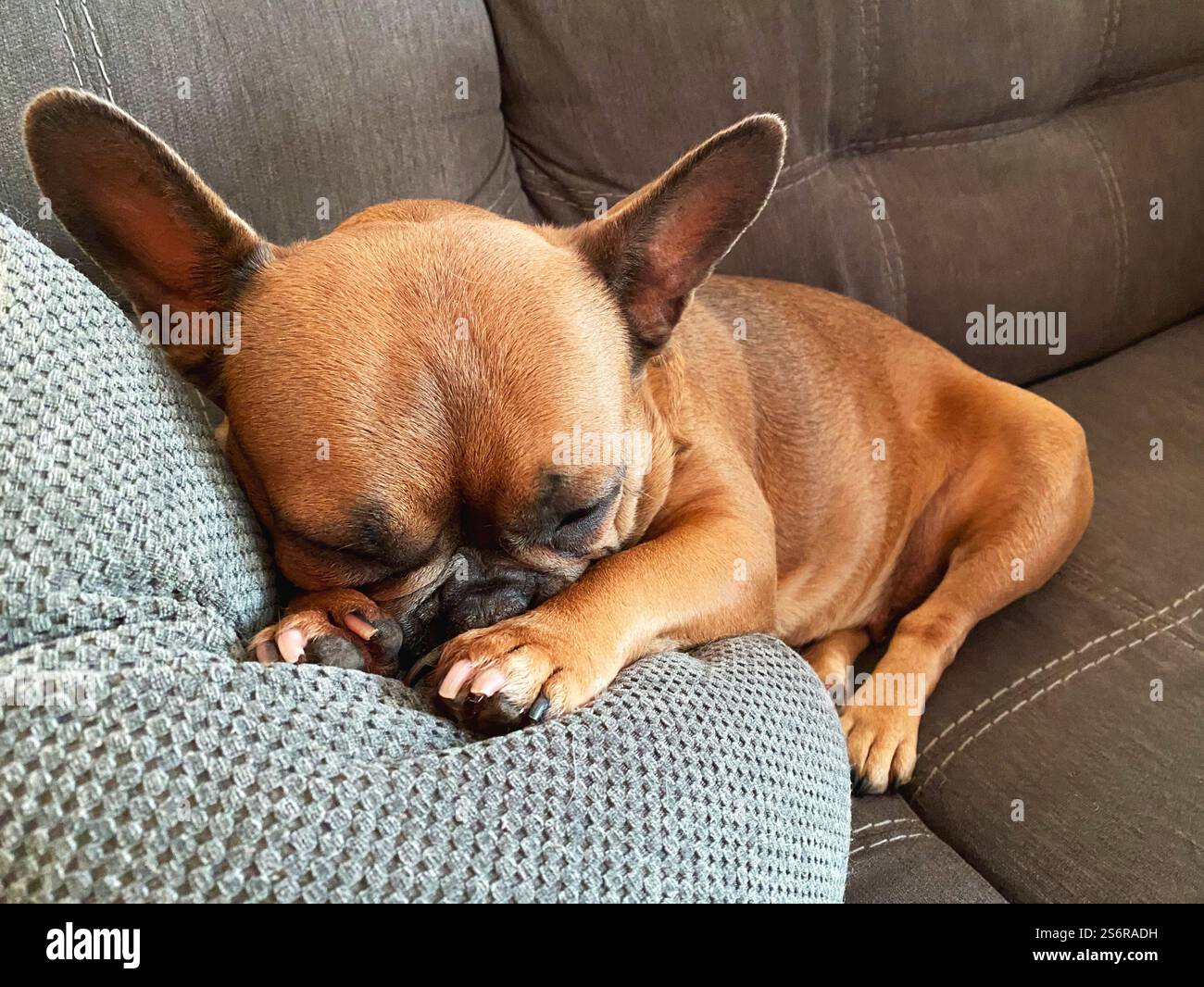 A cute brown French bulldog, asleep on a sofa. - Smartphone Captured Stock Image