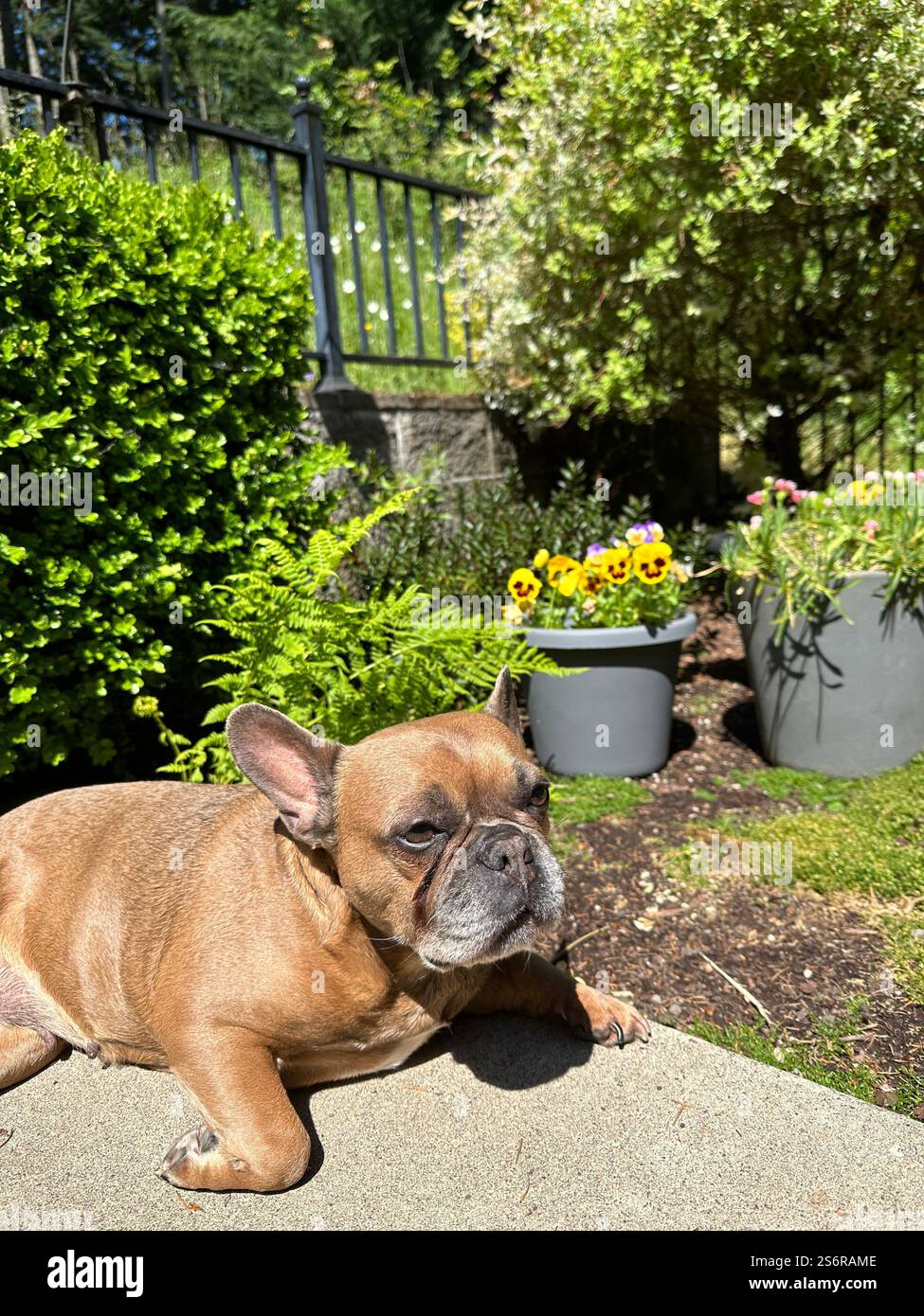 A sleepy looking brown French Bulldog on a patio with flowers and plants. - Smartphone Captured Stock Image
