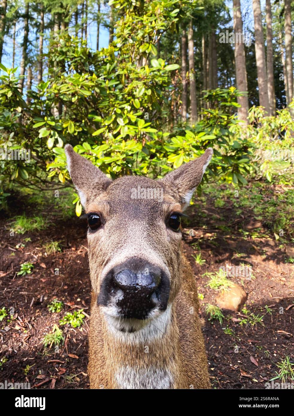 Close up of a funny deer looking straight into camera at the edge of a forest. - Smartphone Captured Stock Image
