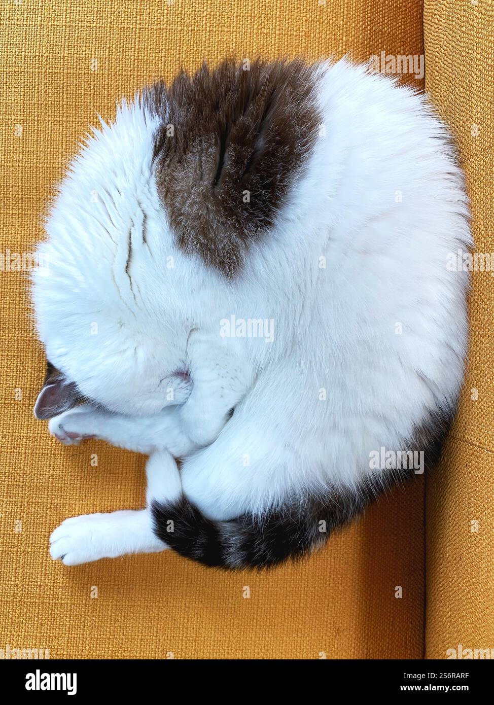A curled up sleeping white cat with brown spots on a yellow sofa, as ...
