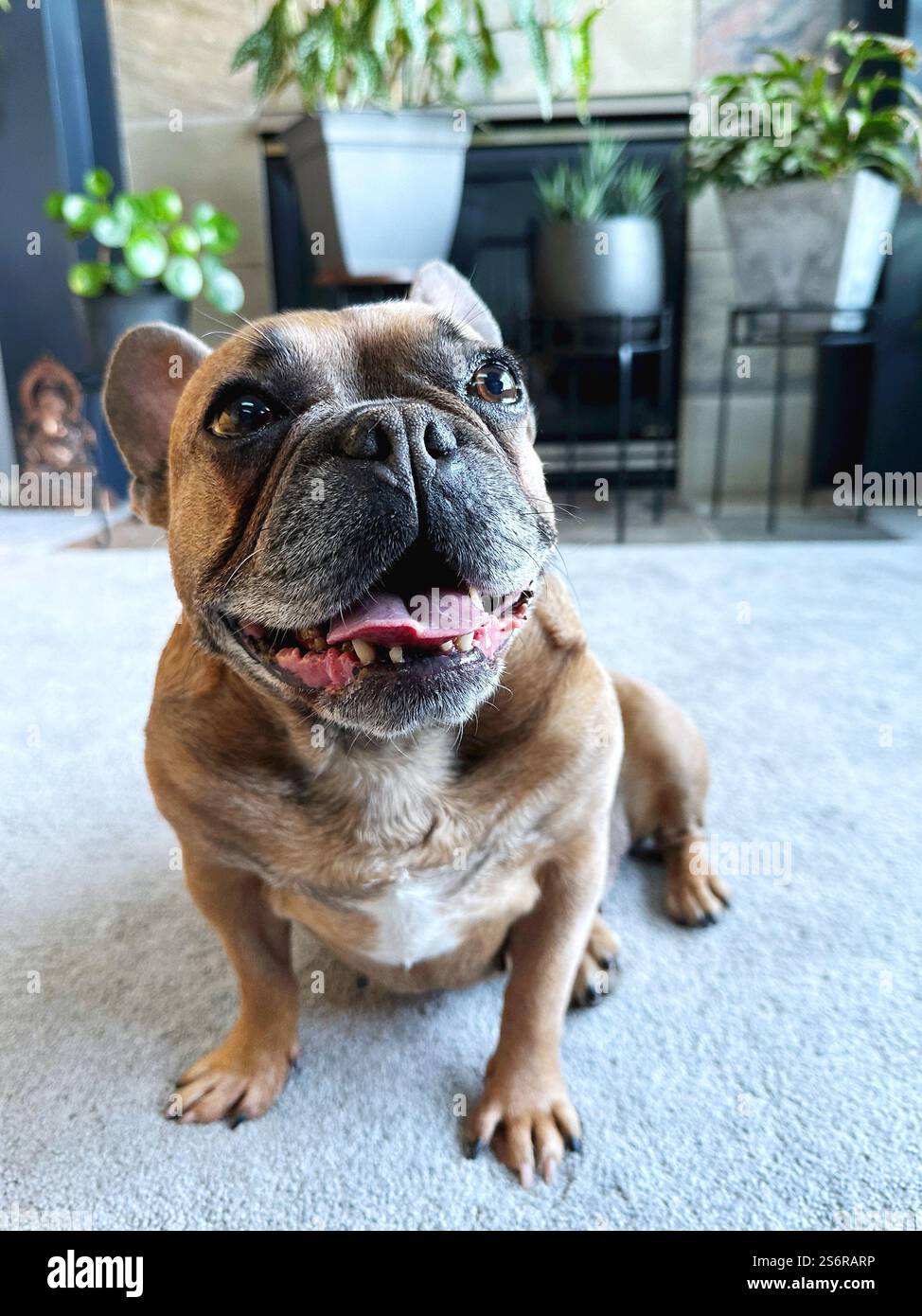 A cute, smiling French Bulldog sitting on a living room floor in a modern interior with houseplants. - Smartphone Captured Stock Image