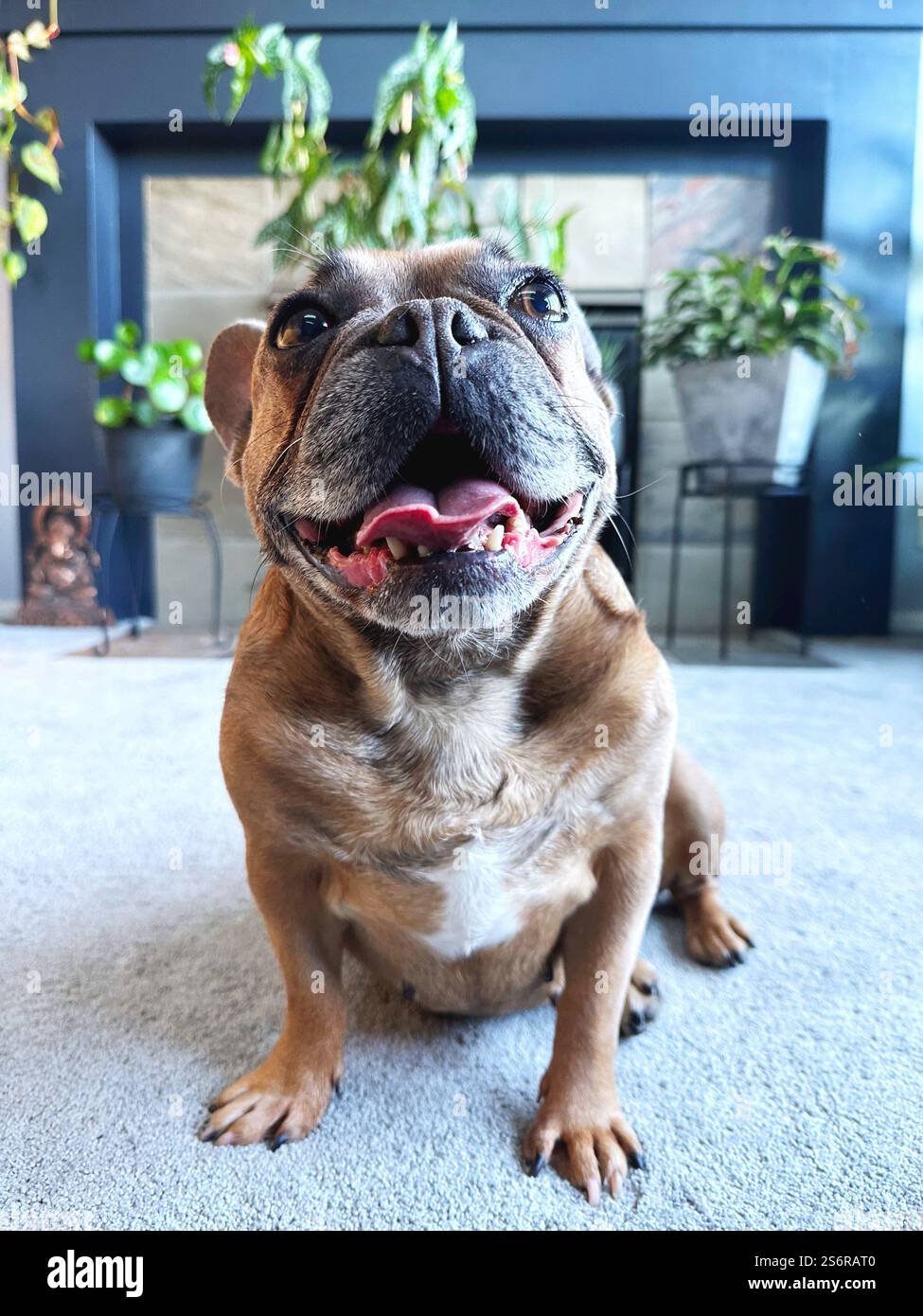 A cute, smiling French Bulldog sitting on a living room floor in a modern interior with houseplants. - Smartphone Captured Stock Image