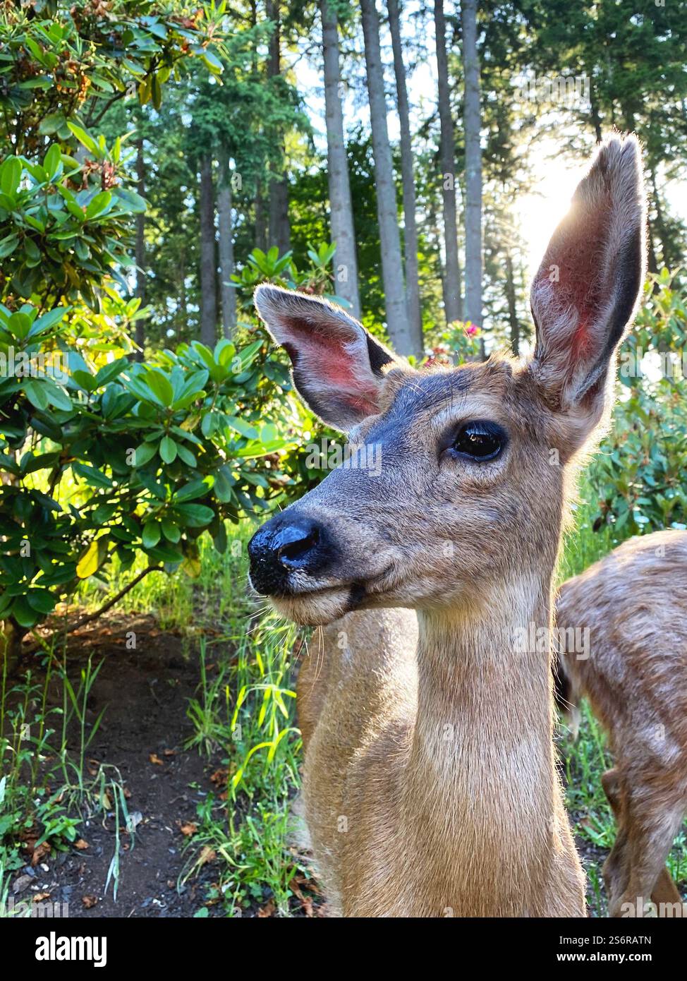 Close up of a beautiful black-tailed deer in a forest with the sun shining behind her. - Smartphone Captured Stock Image