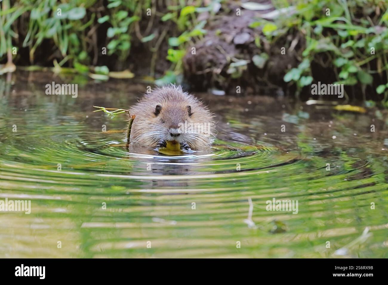 coypu, nutria (Myocastor coypus), eats in the water, Germany, North Rhine-Westphalia Stock Photo