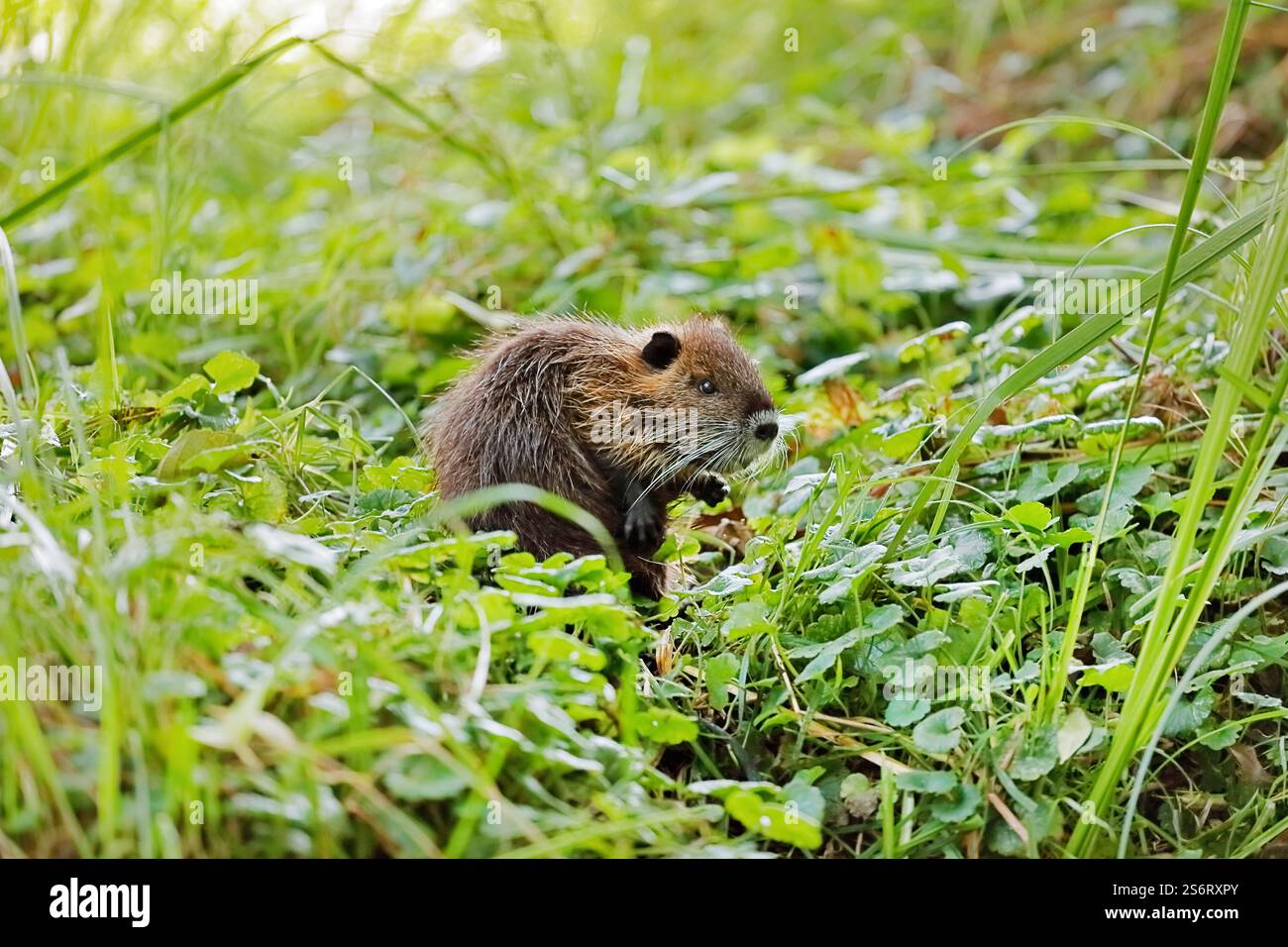 coypu, nutria (Myocastor coypus), eats on the riverbank, Germany, North Rhine-Westphalia Stock Photo