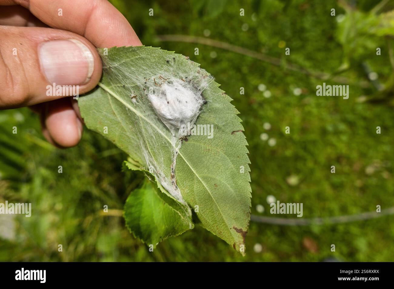 Seidenkokon hi-res stock photography and images - Alamy, image size:1300x956