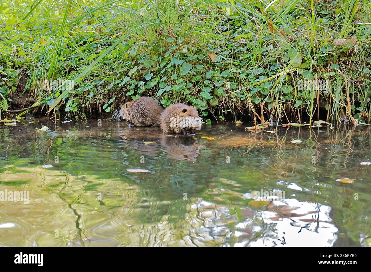 coypu, nutria (Myocastor coypus), Two nutrias on the riverbank, Germany, North Rhine-Westphalia Stock Photo