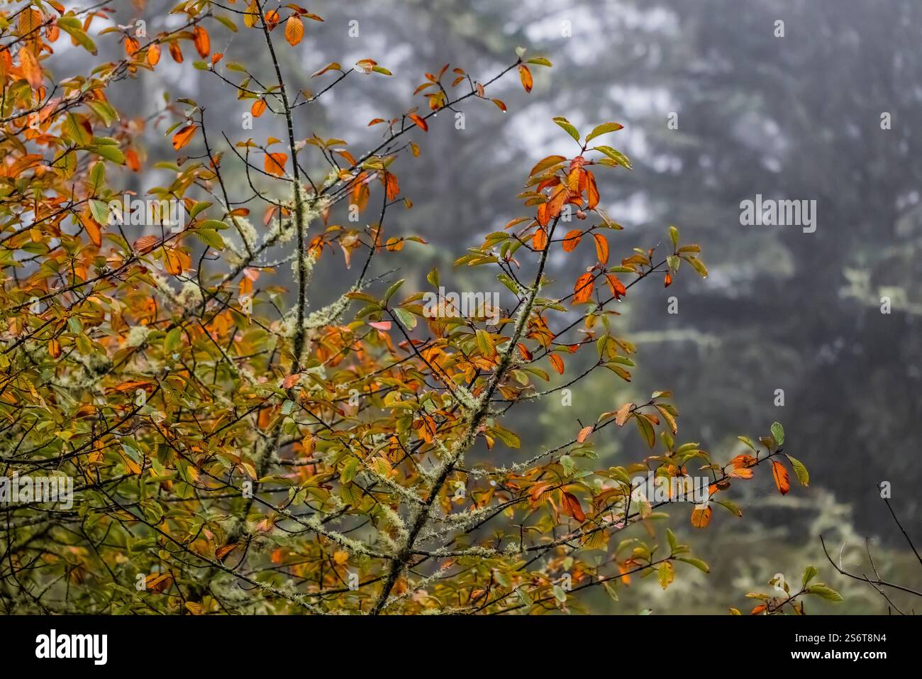 Cascara, Frangula purshiana, in Cape Disappointment State Park, Washington State, USA Stock Photo