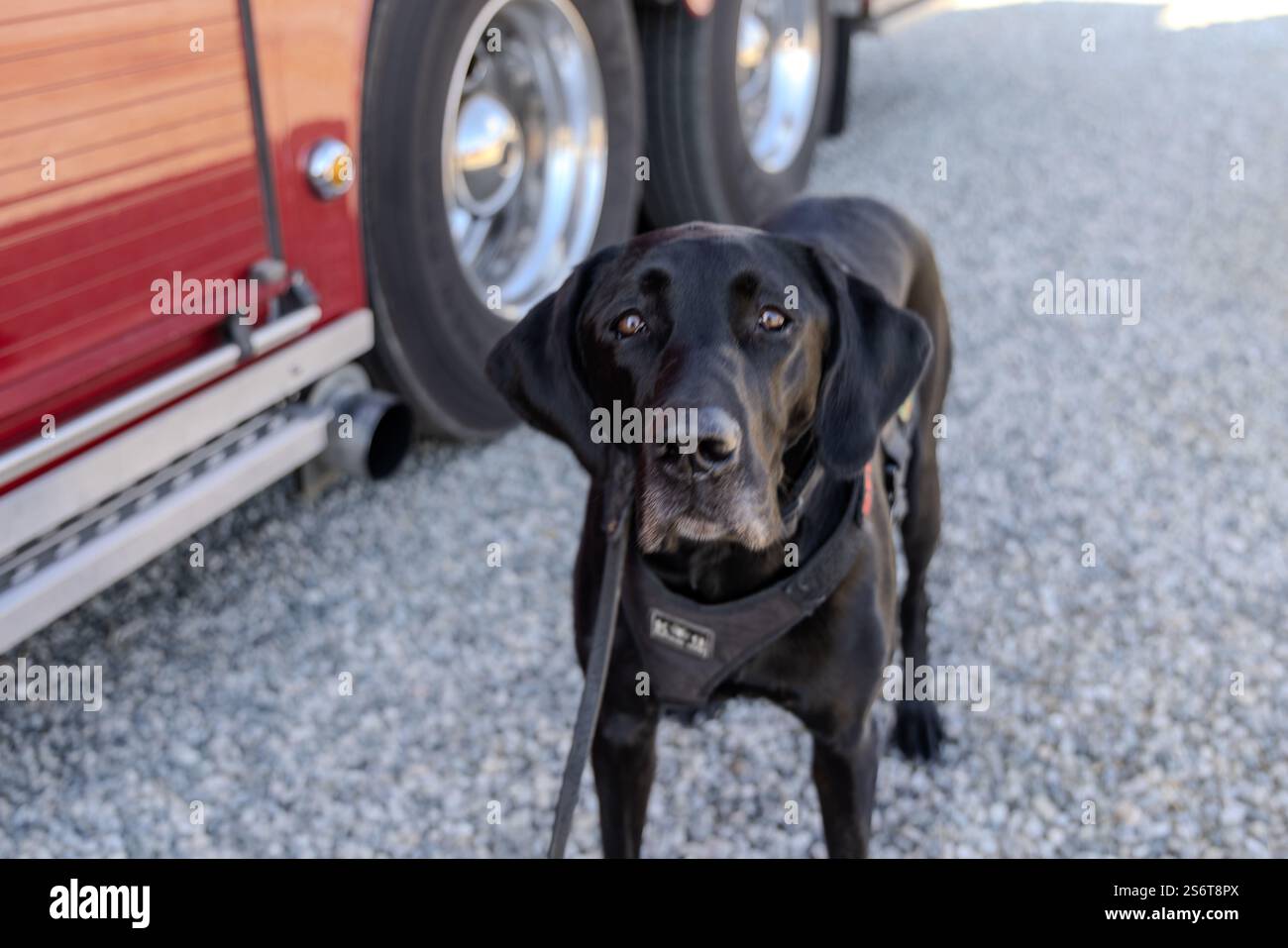 Pacific palisades california usa 17th jan 2025 reva the dog was