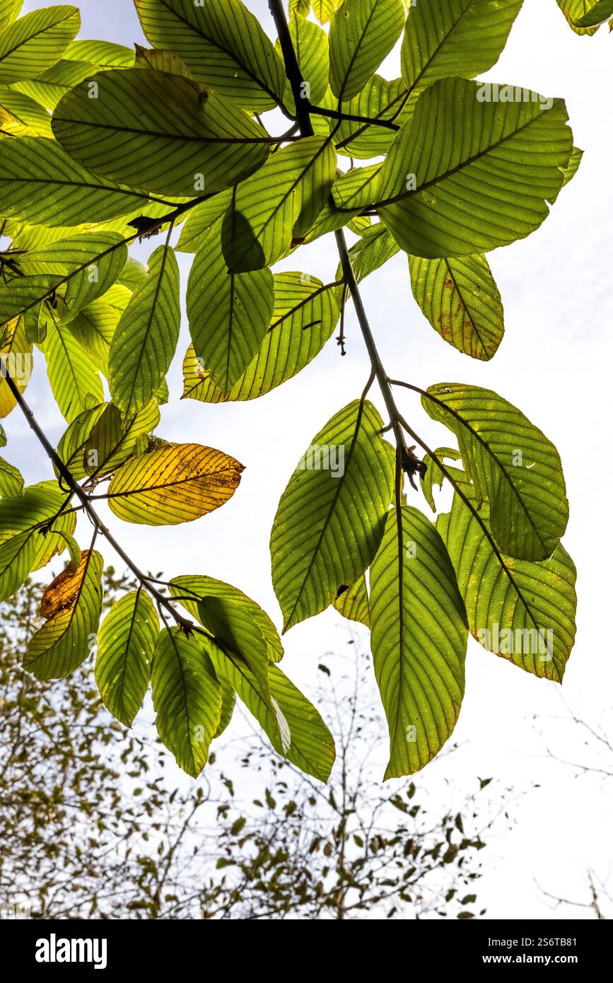 Cascara sagrada hi-res stock photography and images - Alamy