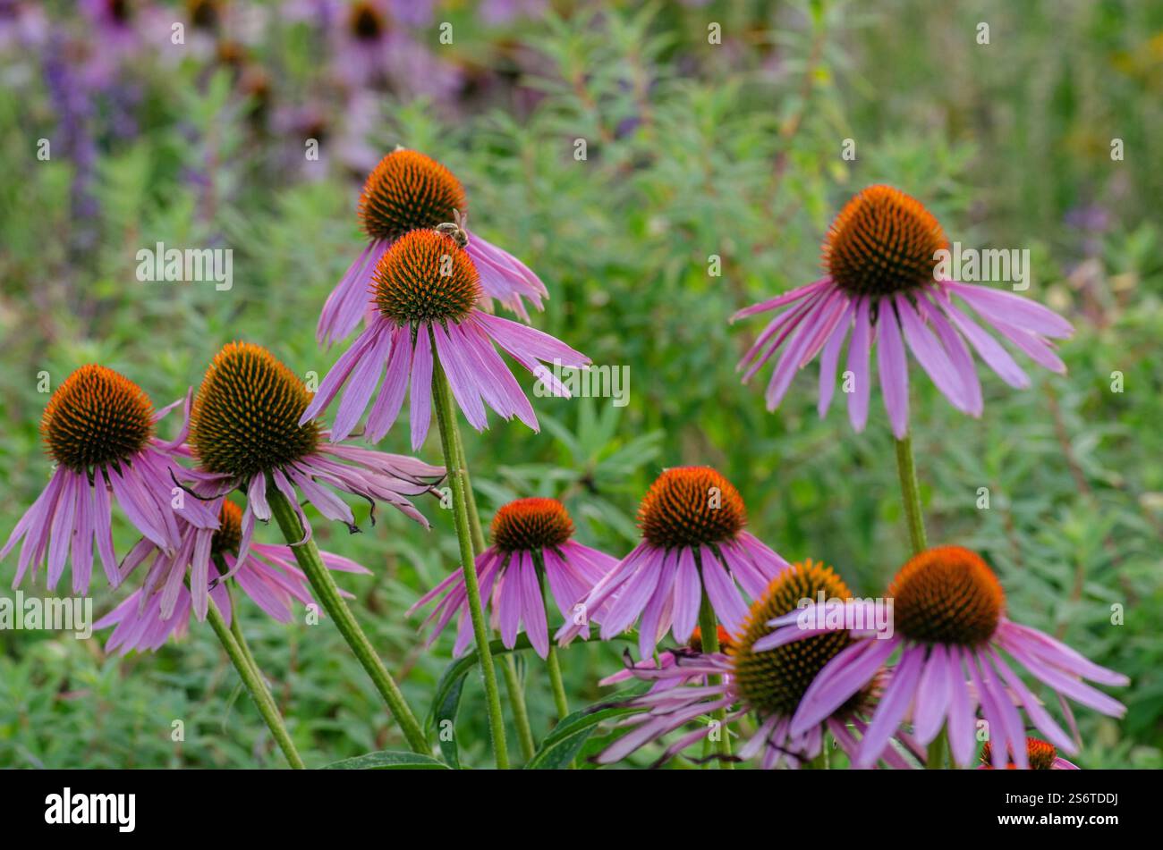 Coneflowers Stock Photo