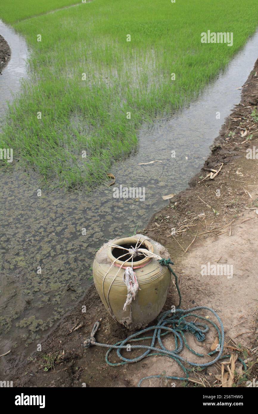 Edge Rice Pifra Edge of rice field hi-res stock photography and images - Alamy