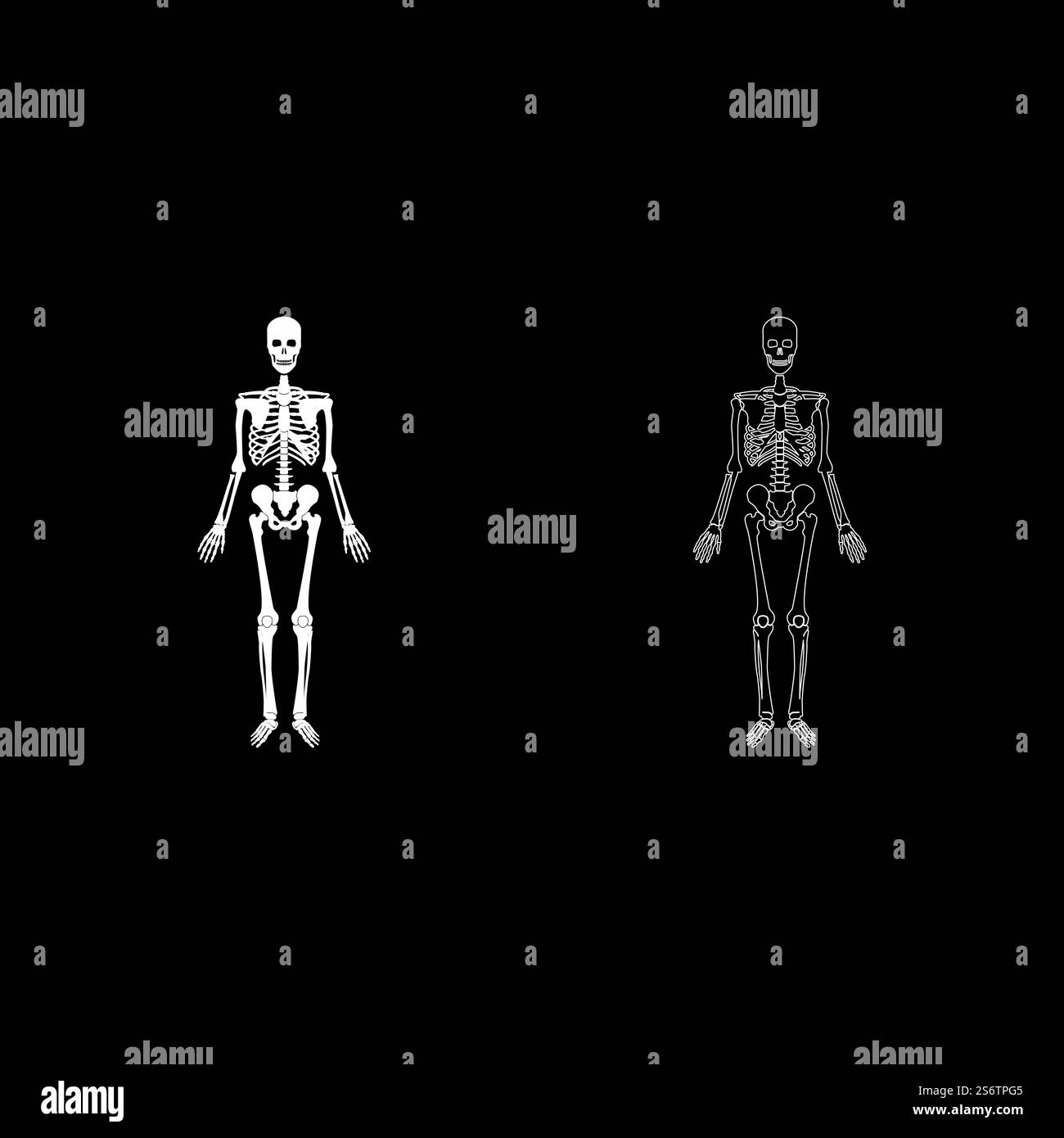Skeleton human set icon white color vector illustration image simple ...