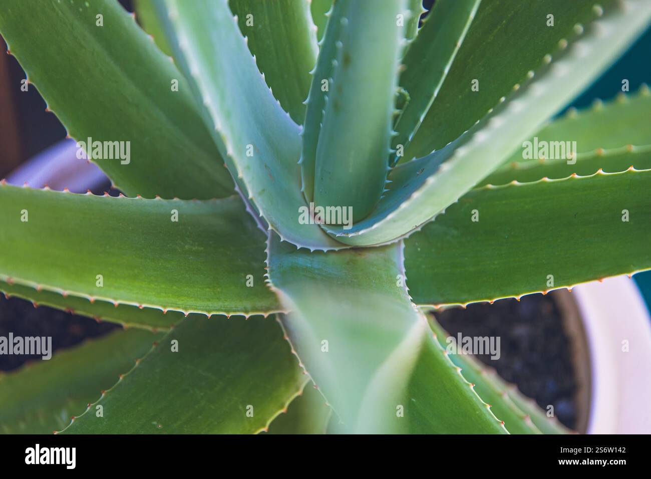 Aloe vera plant in spanish hi-res stock photography and images - Alamy