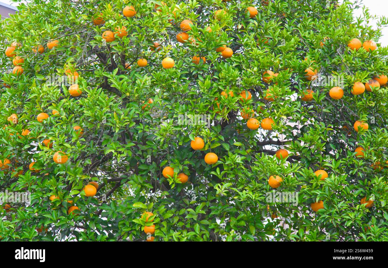 Mikan japan hi-res stock photography and images - Alamy