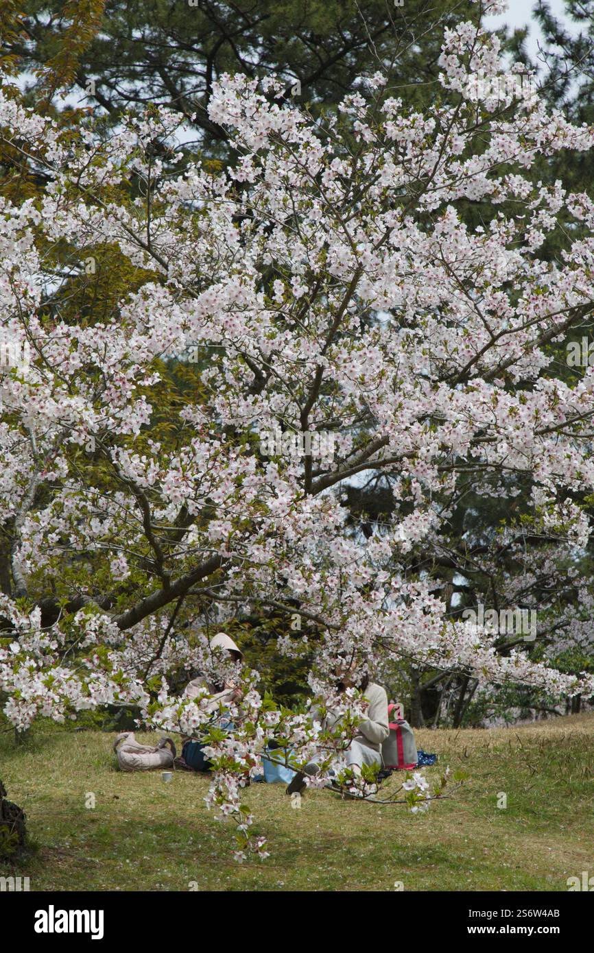 Japan Shikoku Takamatsu Cherry Blossoms Viewing Hanami Stock Photo 