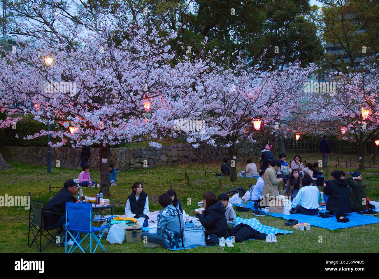 Japan Shikoku Takamatsu Cherry Blossoms Viewing Hanami Stock Photo 