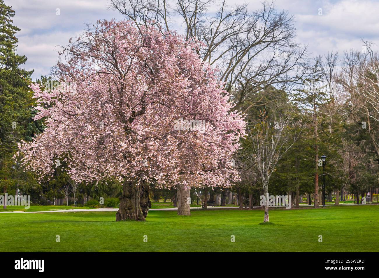Single Sakura Cherry blossoming trees in the spring park Stock Photo