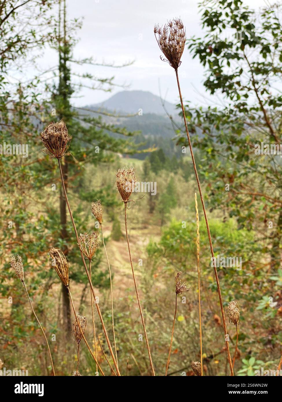 View of Spencer's Butte in Eugene, Oregon, as seen from Wild Iris Ridge. - Smartphone Captured Stock Image