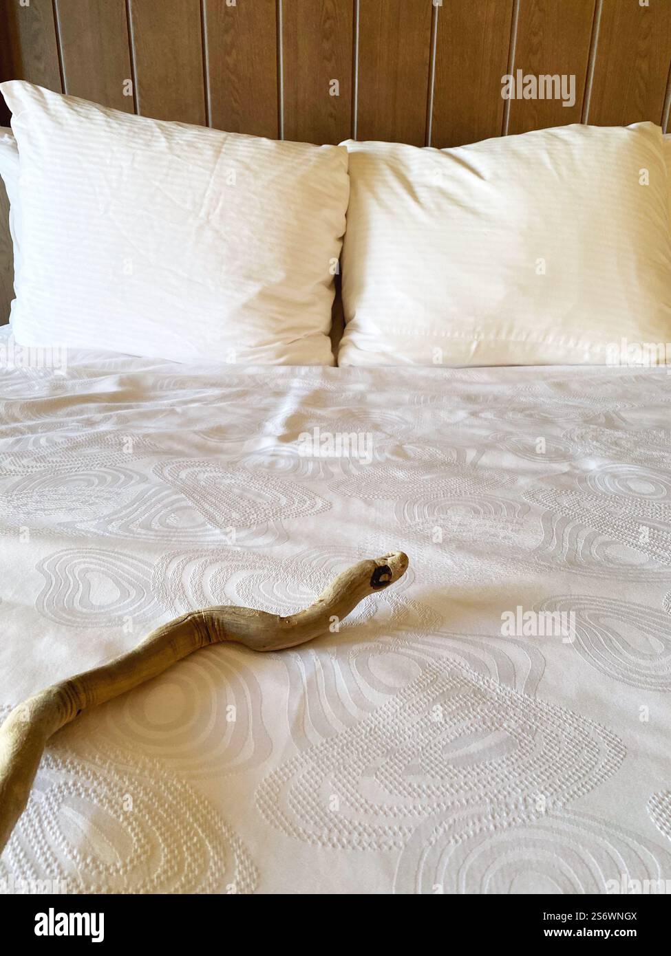 A piece of driftwood that looks like a snake, on a bed. - Smartphone Captured Stock Image