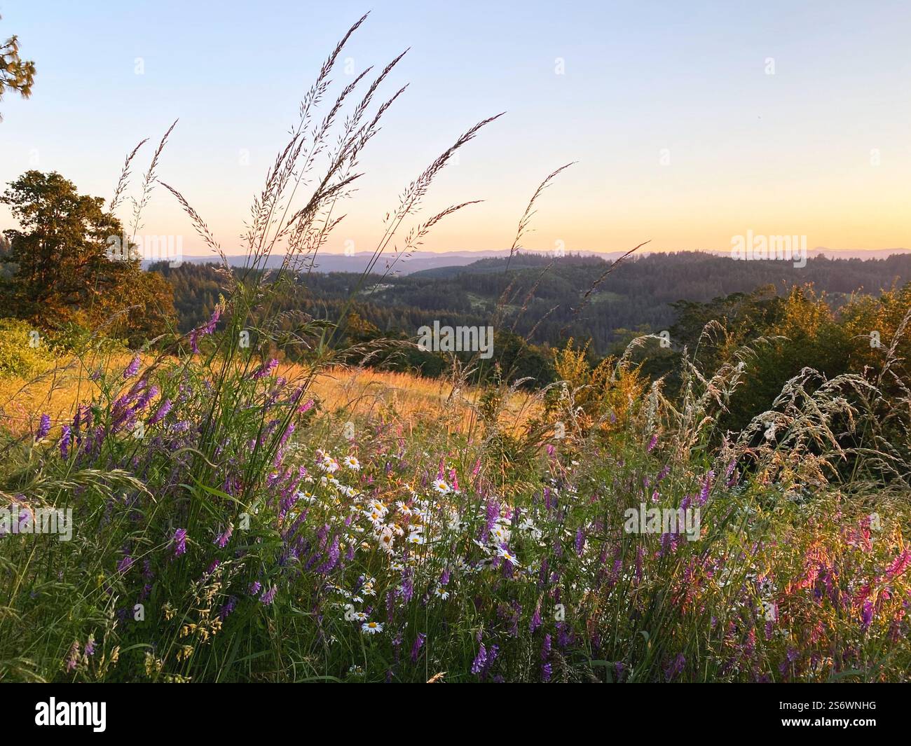 Wildflowers at dusk on a summer evening on top of Wild Iris Ridge in Eugene, Oregon. - Smartphone Captured Stock Image