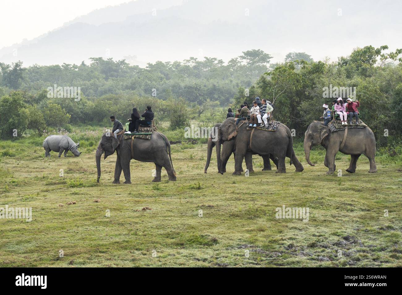 Tourists ride elephants during a safari at Kaziranga National Park on ...