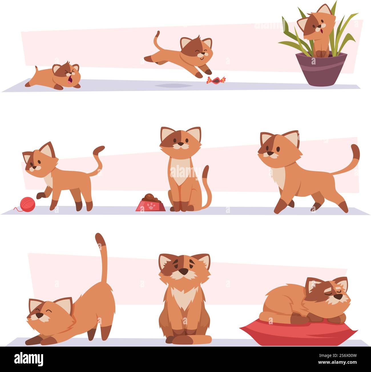 Growth cat. Kitten playing pets stages growing domestic animal exact