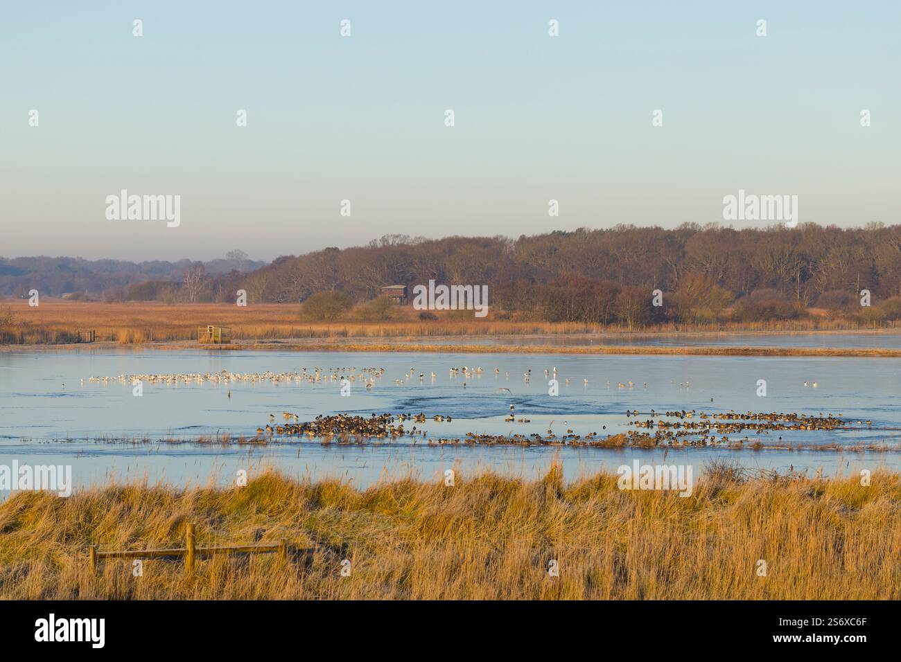View of frozen Scrape with mixed ducks and mixed gull flock, Minsmere RSPB reserve, Suffolk, England, January Stock Photo