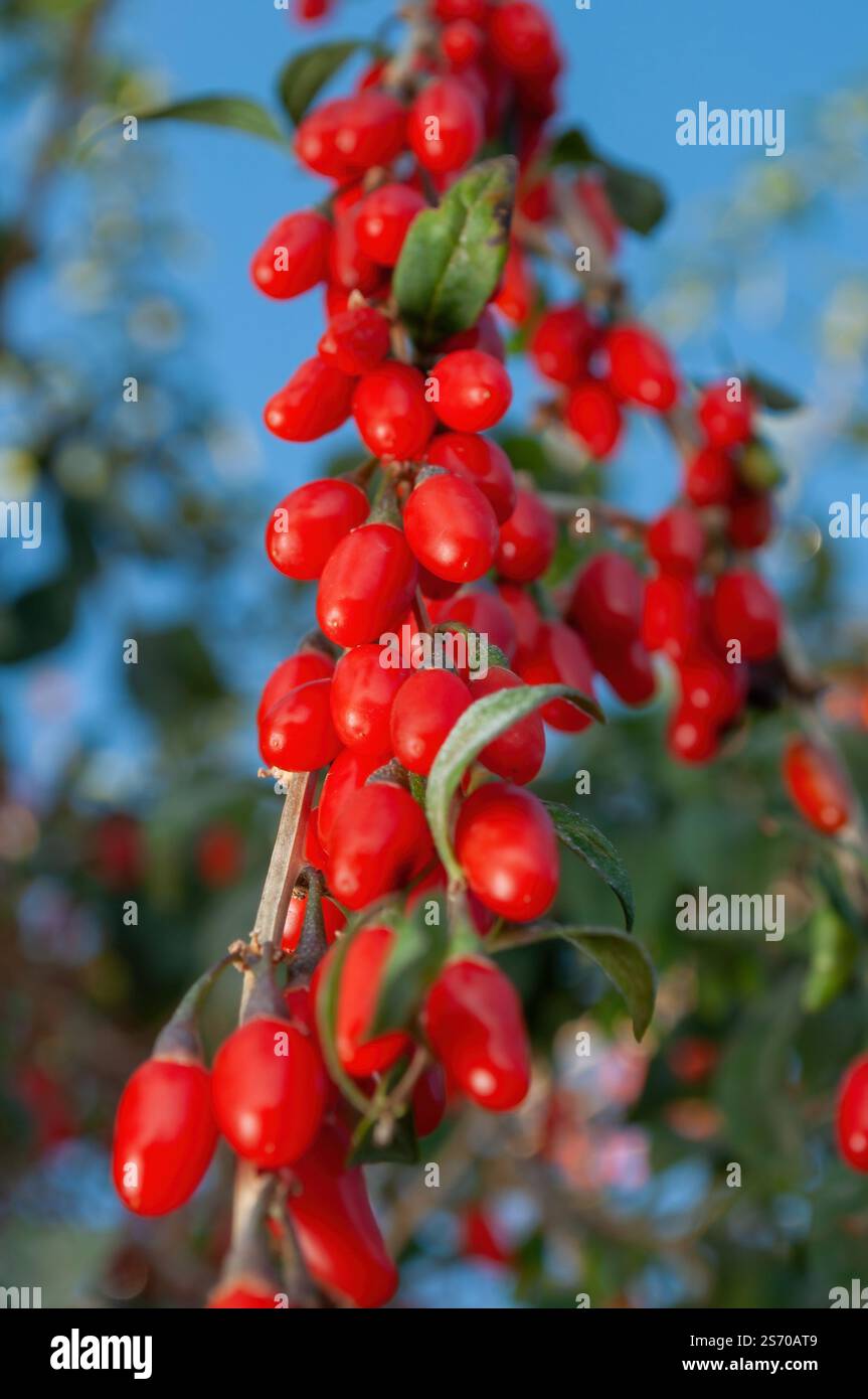 A branch of goji on which there are many red berries, against the background of the sky. Stock Photo