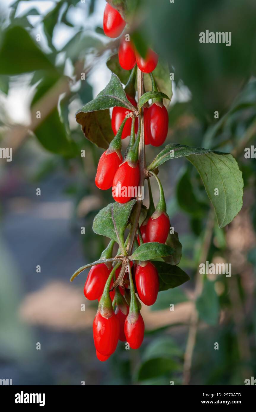A bunch of juicy goji berries on a bush, close-up, selective focus. Stock Photo