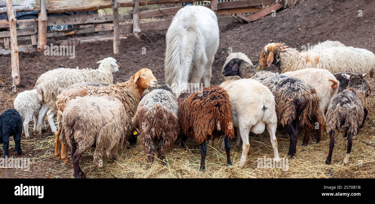 Sheep and a white horse gathered around hay, feeding together in a rural farm setting. Stock Photo