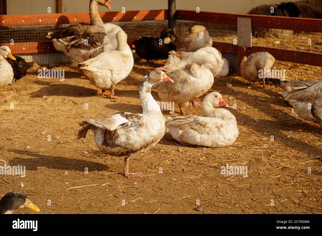Goose Stand Group of geese stand in a row, side by side, on a farm. They are sleek ...