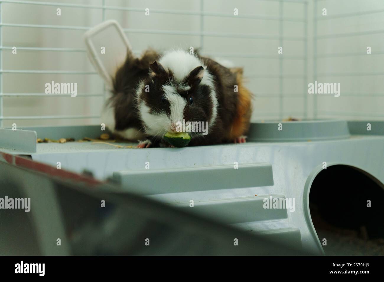 Stunning Guinea Pig Crunchy Snack Brewery image