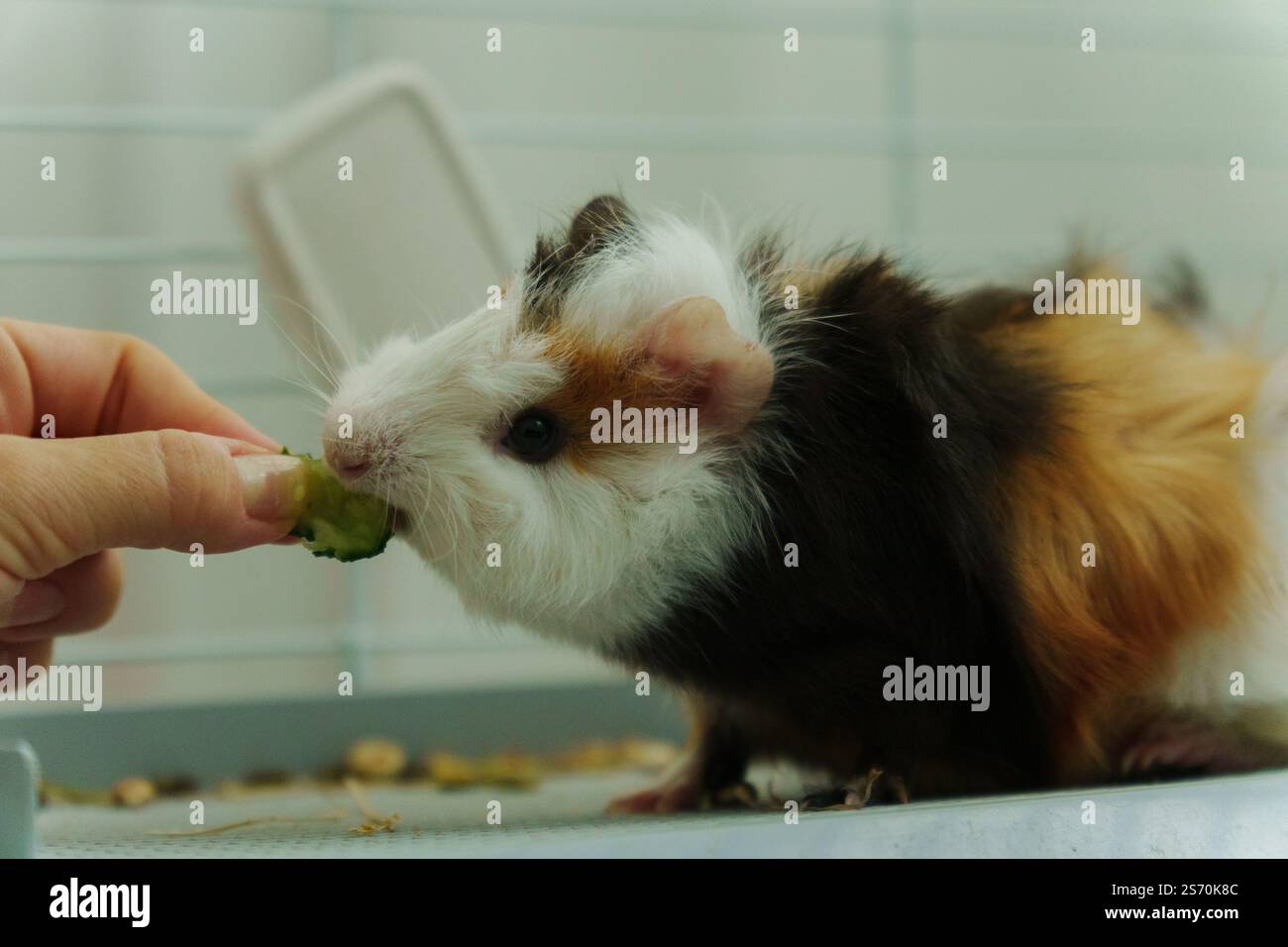 Picture of Gentle hand offers a crisp slice of cucumber, the inquisitive guinea ...