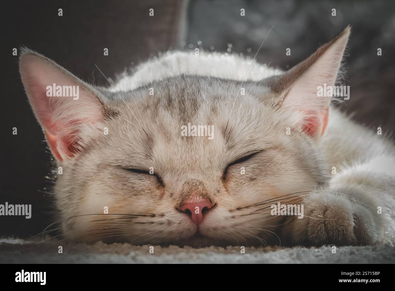 Sleeping young British Shorthair cat Stock Photo