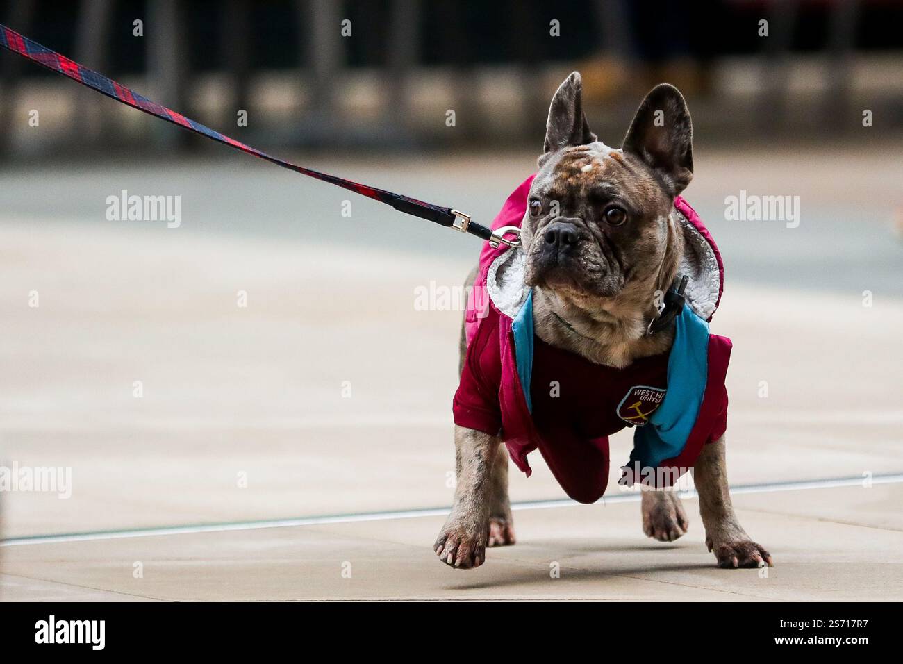 A dog wearing West Ham merch walks along Olympic Way outside of the London Stadium prior to the Premier League match West Ham United vs Crystal Palace at London Stadium, London, United Kingdom, 18th January 2025  (Photo by Izzy Poles/News Images) Stock Photo