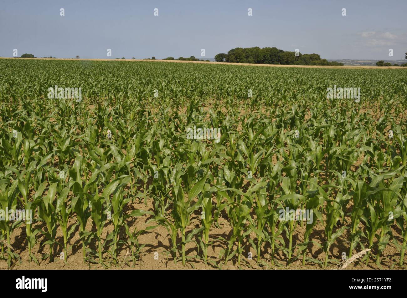 Corn field in Spring in Brittany Stock Photo - Alamy