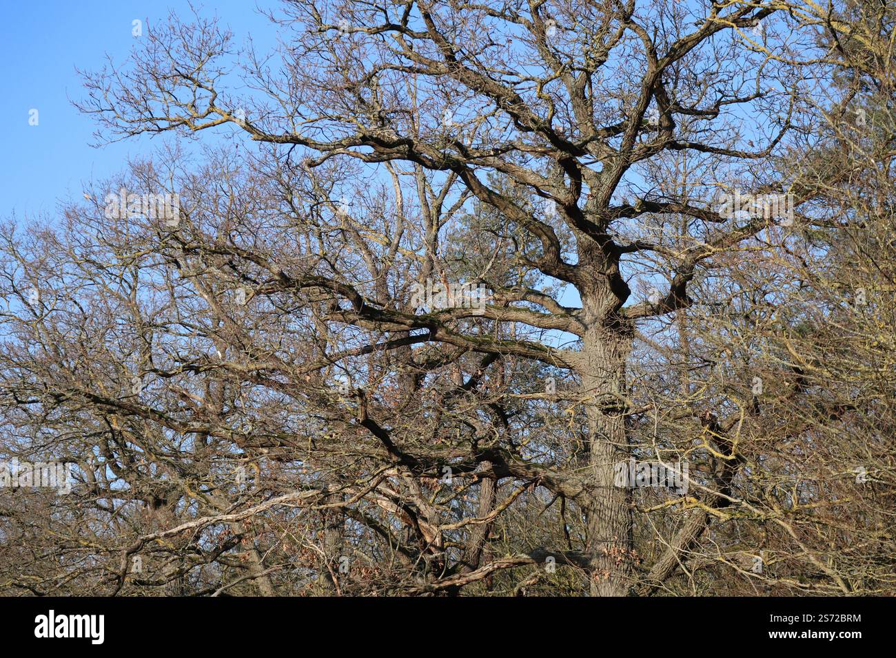 Leafless oak trees hi-res stock photography and images - Alamy