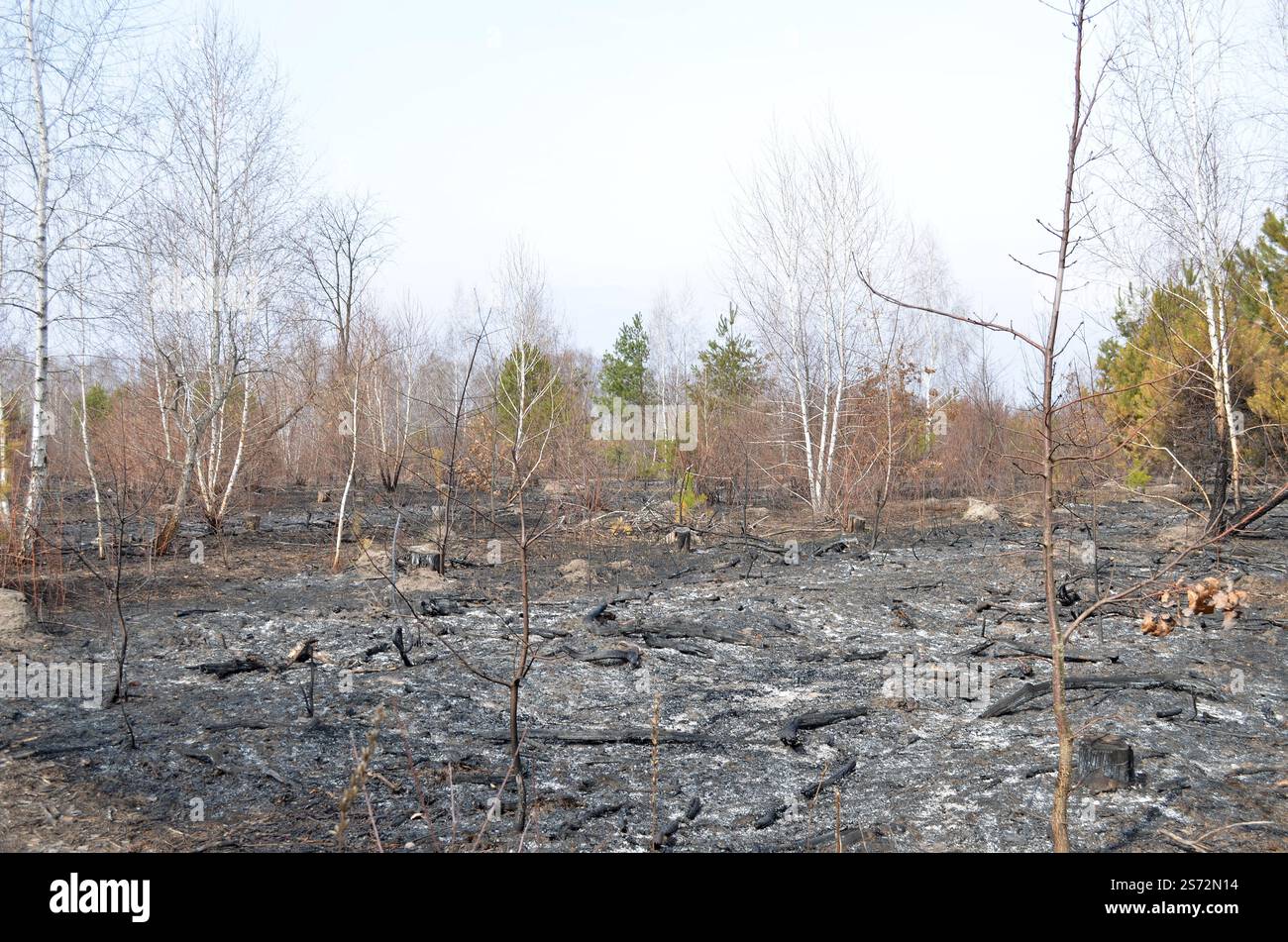 Burnt trees in a forest devastated by a fire. Destructive consequences ...