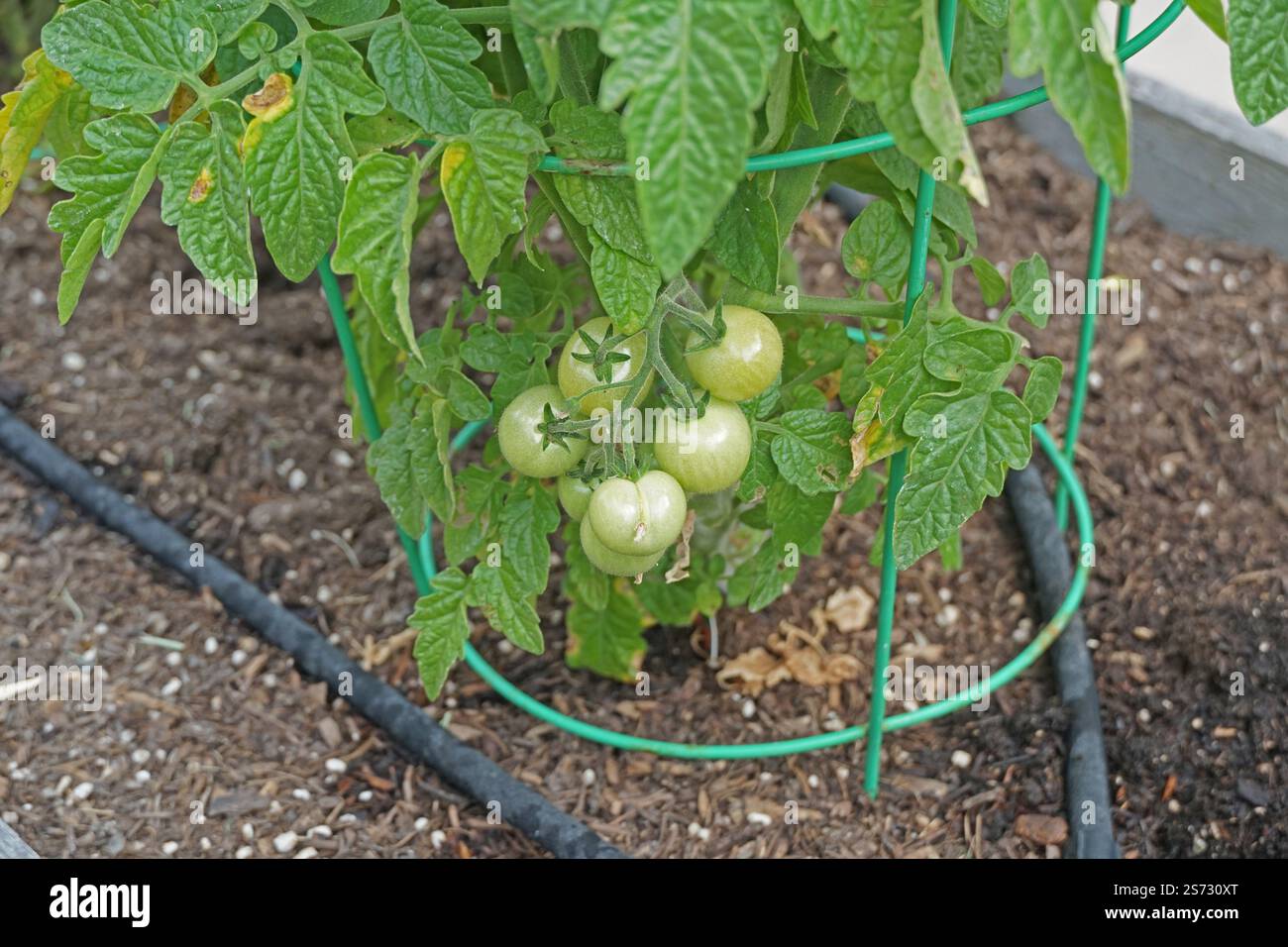 Green Cherry Tomatoes Stock Photo